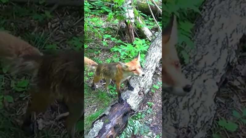 Кормлю Дикую Лису.Полный фильм на канале Ушёл по Делам.