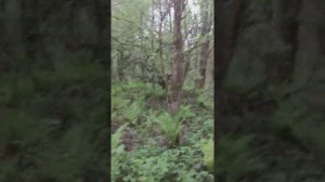 натаска молодой лайки по лосю.