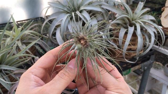 Tillandsia Magnusiana 틸란시아 막누시아나