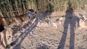 Боевые Шпицы разрывают Амстаффтерьера /War Spitz ripping apart the Amstaff Terrier 🐕🐾