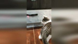 Котенок открыл шкаф