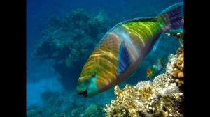 Рыба-попугай