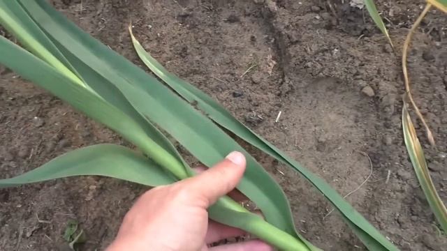 Июньская подкормка чеснока для укрупнения головки.