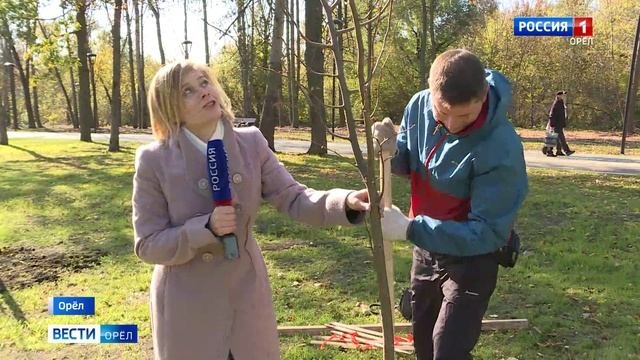 В орловском парке Победы появилась липовая аллея
