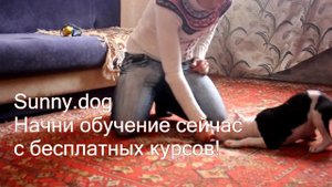Дрессировка щенка, стаффорд 2 месяцев. Начало дрессировки, первые занятия.
