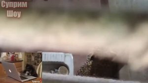 ЛЕОПАРД ПРОТИВ СОБАК! Леопард атакует собак  Леопард в деле ЧАСТЬ 4