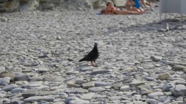 Геленджик, галечный пляж на Толстом мысе. / Gelendzhik, gravel beach on a Thick Cape.