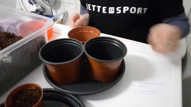 #Сею# бархатцы и циннии #для весны# смотреть онлайн