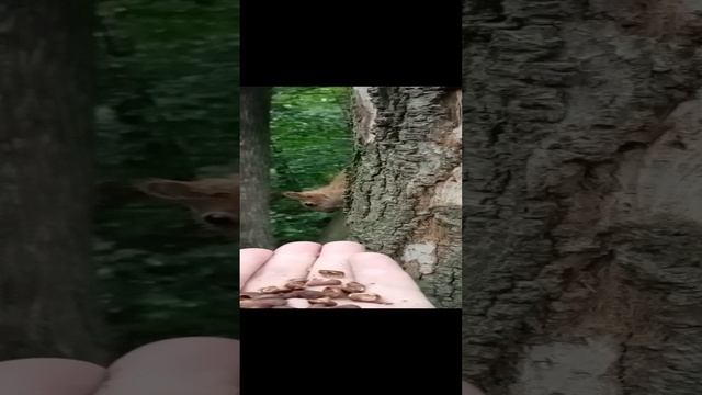 Маленький бельчонок