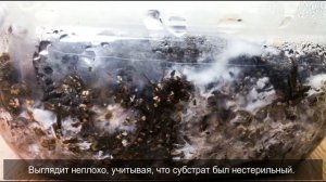 Выращивание вешенки в 5 литровой бутылке