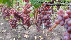 Виктория  неприхотливый дачный виноград