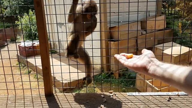 Японские обезьяны в Арасияме смотреть онлайн