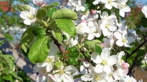 Валентина Ольшанская - Белая яблоня