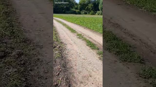 На Кубани стая степных хорьков атаковала мужчину