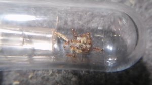 переселение temnothorax unifasciatus 2 часть