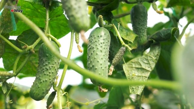 ПОЖЕЛТЕНИЕ ОГУРЦОВ ИСЧЕЗАЕТ В МИГ! КАК СПАСТИ ОГУРЦЫ!? смотреть онлайн