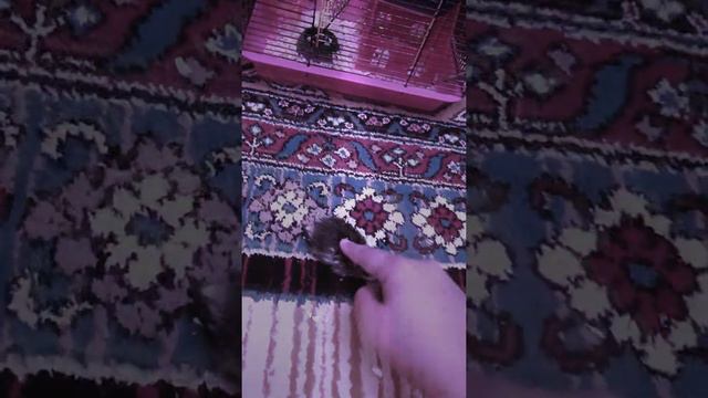 Хомики 04ru смотреть онлайн