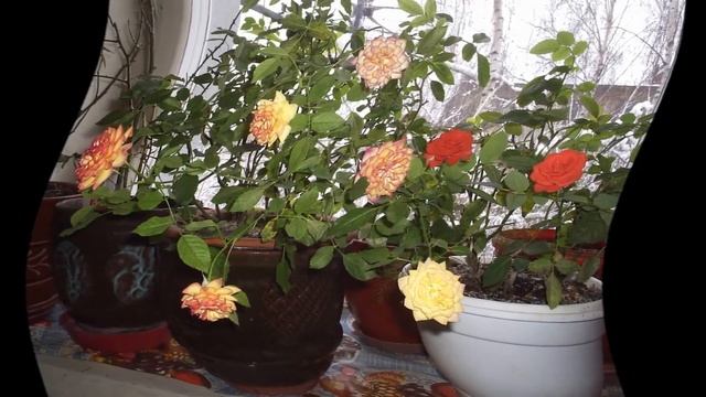 Как посадить отросток розы смотреть онлайн