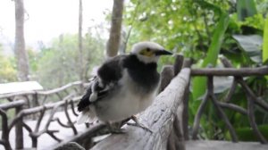 говорящая птица Тайланд