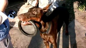 Даберман играет.