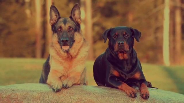 Rottweiler Characteristics And Facts - Rottweiler Life смотреть онлайн
