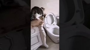 Приколы из тиктока.