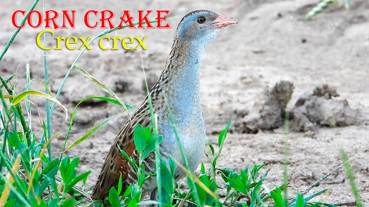 Corn Crake / Wachtelkönig / Re di quaglie смотреть онлайн