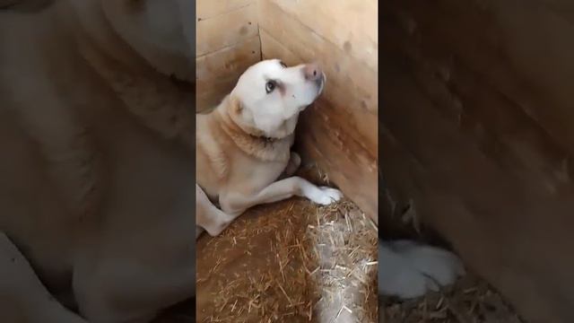 🔥Чей потеряшка?!!!🔥 

В Кондратово на ул.Ягодная г.Пермь появился это пёс породы алабай.