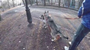 Собаки. Маламут щенок Майк и взрослая Хаски играют в парке