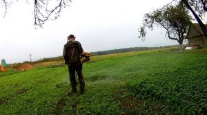 Косим горчицу на зиму перед пахотой