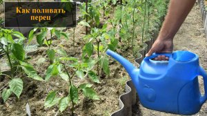 Как поливать перец