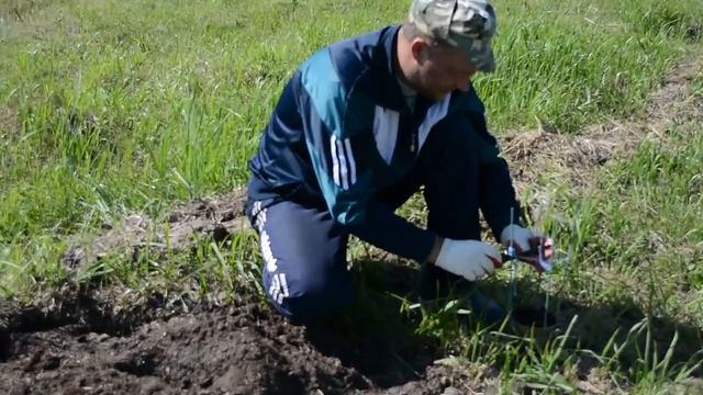 Выращиваем яблоню из косточки - Посадка яблони выращеной из косточки смотреть онлайн