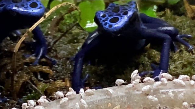 Кормление Dendrobates azureus.Домашние джунгли. смотреть онлайн