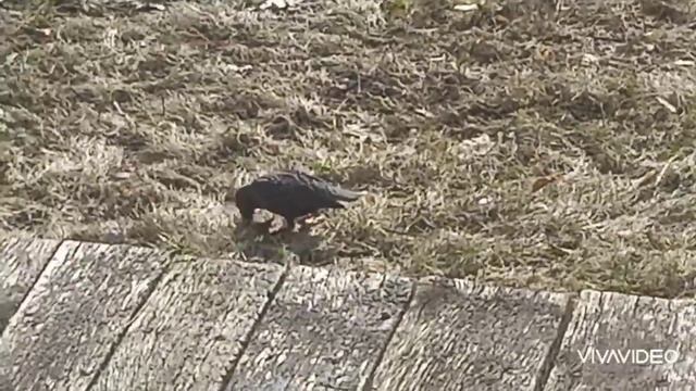 Звуки скворцов Поведение скворцов весной в парке Звуки птиц смотреть онлайн