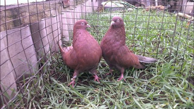 Ждановские голуби-презентация в фото. смотреть онлайн