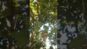 опять осыпается хурма