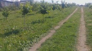 Защищаем черешню от птиц. Эффективные отпугиватели.