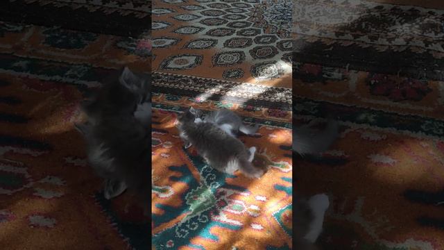 ОТДАМ КОТЯТ В ДОБРЫЕ РУКИ