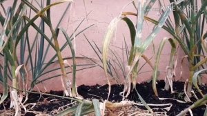 Allium rust and storing onions