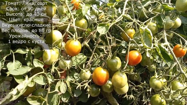 Томат Ляна, посадил и забыл, популярный сорт среди низкорослых, с отменным вкусом и большим урожаем