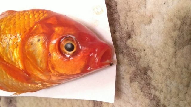 Очередная рыбка красная комета погибла