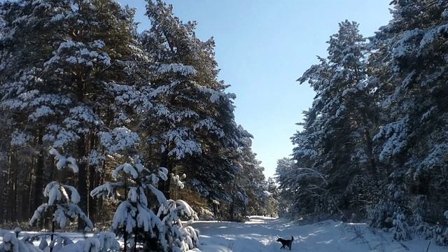 Красота зимнего леса