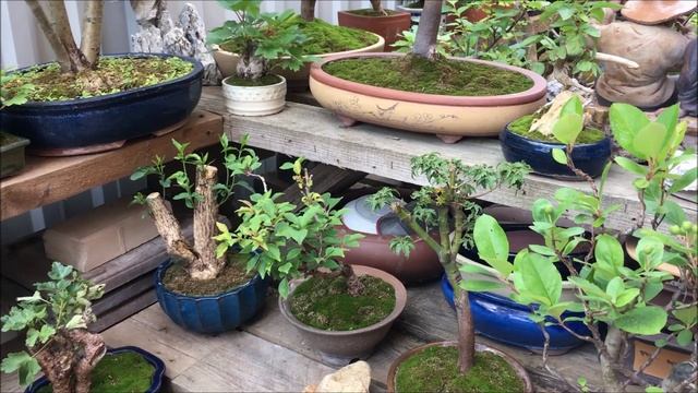 Бонсай на улице  2019 год Bonsai on the street 2019