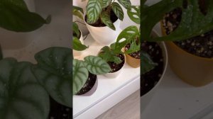 Монстера манки маск новый лист 😍 уход за ароидными