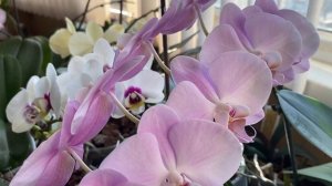 Утро на моем балконе / Красота ОРХИДЕЙ / Полив не без потерь