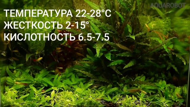 Криптокорина Беккета Петча | (Cryptocoryne bekettii petchii) смотреть онлайн