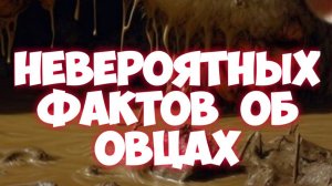 Невероятных фактов об овцах
