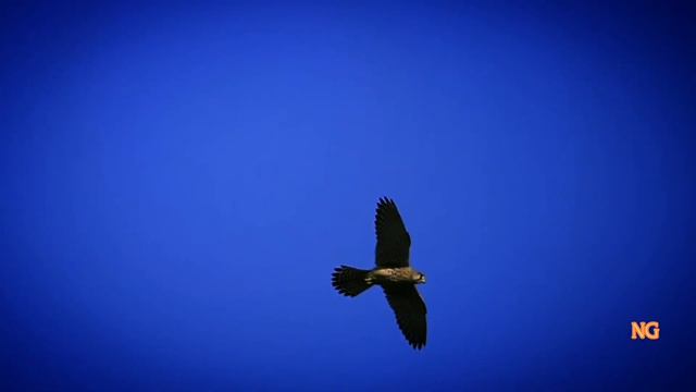 Николай Гаврилов ~ СВЕЧА смотреть онлайн