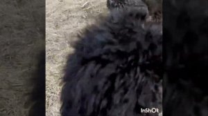 Гардемарины! Вперед