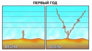 Обрезка винограда пошагово